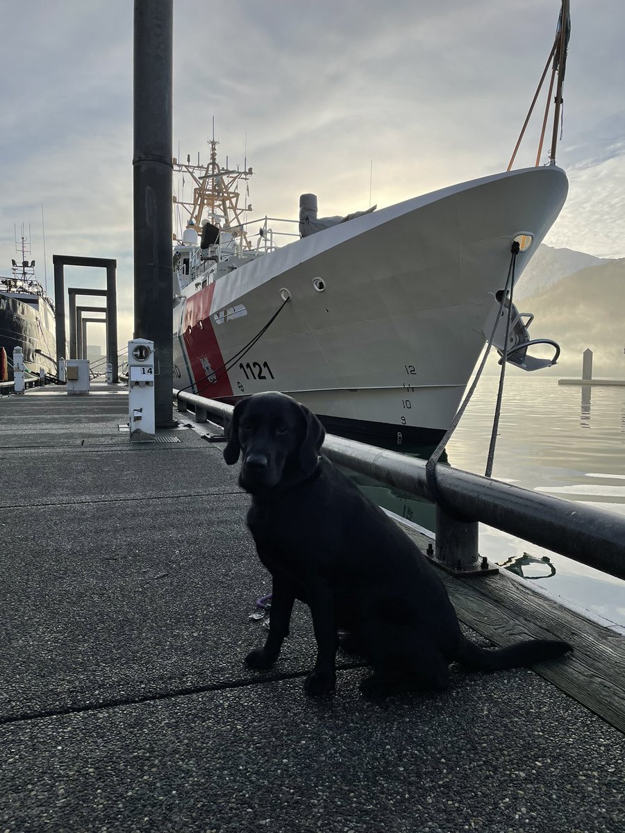 ProleCap's tweet image. Puppy starting her new job today! 
Very proud.