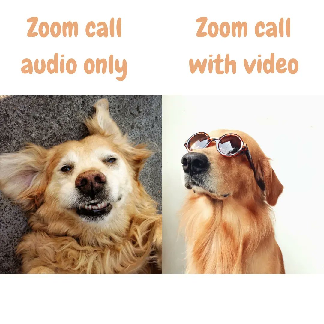 SooCuteNews's tweet photo. So true 😂

#pooch #dogmeme #workingfromhome #workfromhomelife https://t.co/wdjBvSdsBO