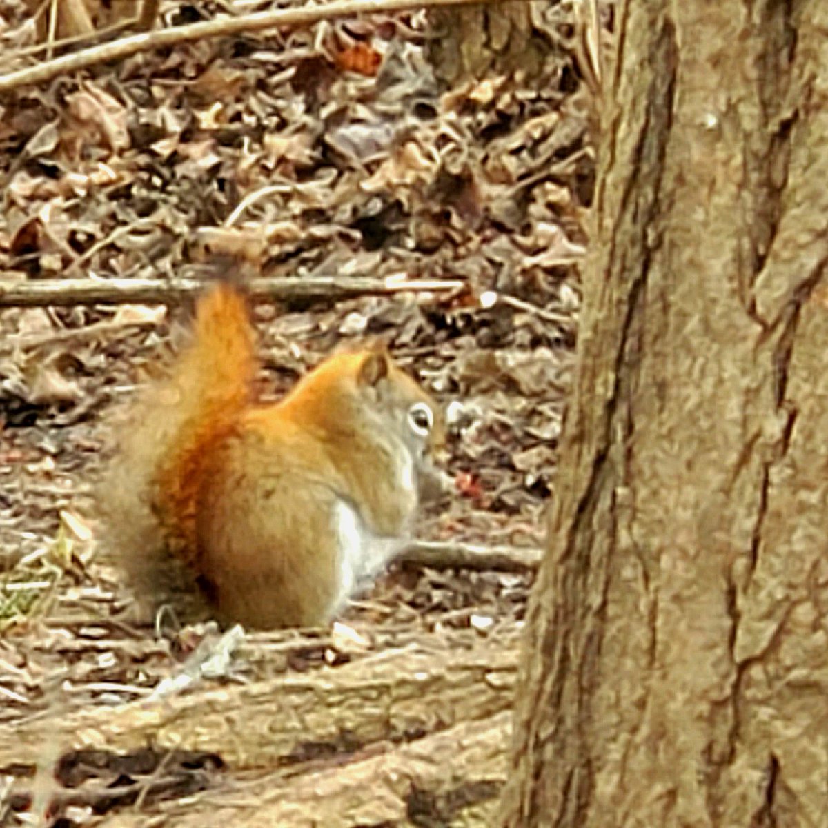 cbartnik's tweet image. Look at this fluffy baby squirrel.