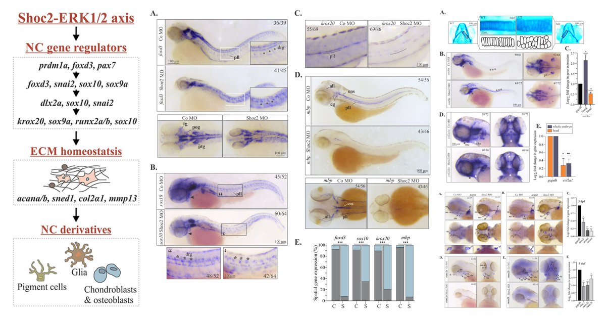 Dev_Bio_Journal's tweet photo. #DBfeature #Zebrafish #RASopathy
Shoc2 controls ERK1/2-driven neural crest development by balancing components of the extracellular matrix
by Rebecca Norcross, Emilia Galperin et al
Shoc2 in Sox10+ #NeuralCrestCell lineage fate & matrix turnover
https://t.co/cm8zHxT6W9 https://t.co/iWb8MSWFEl