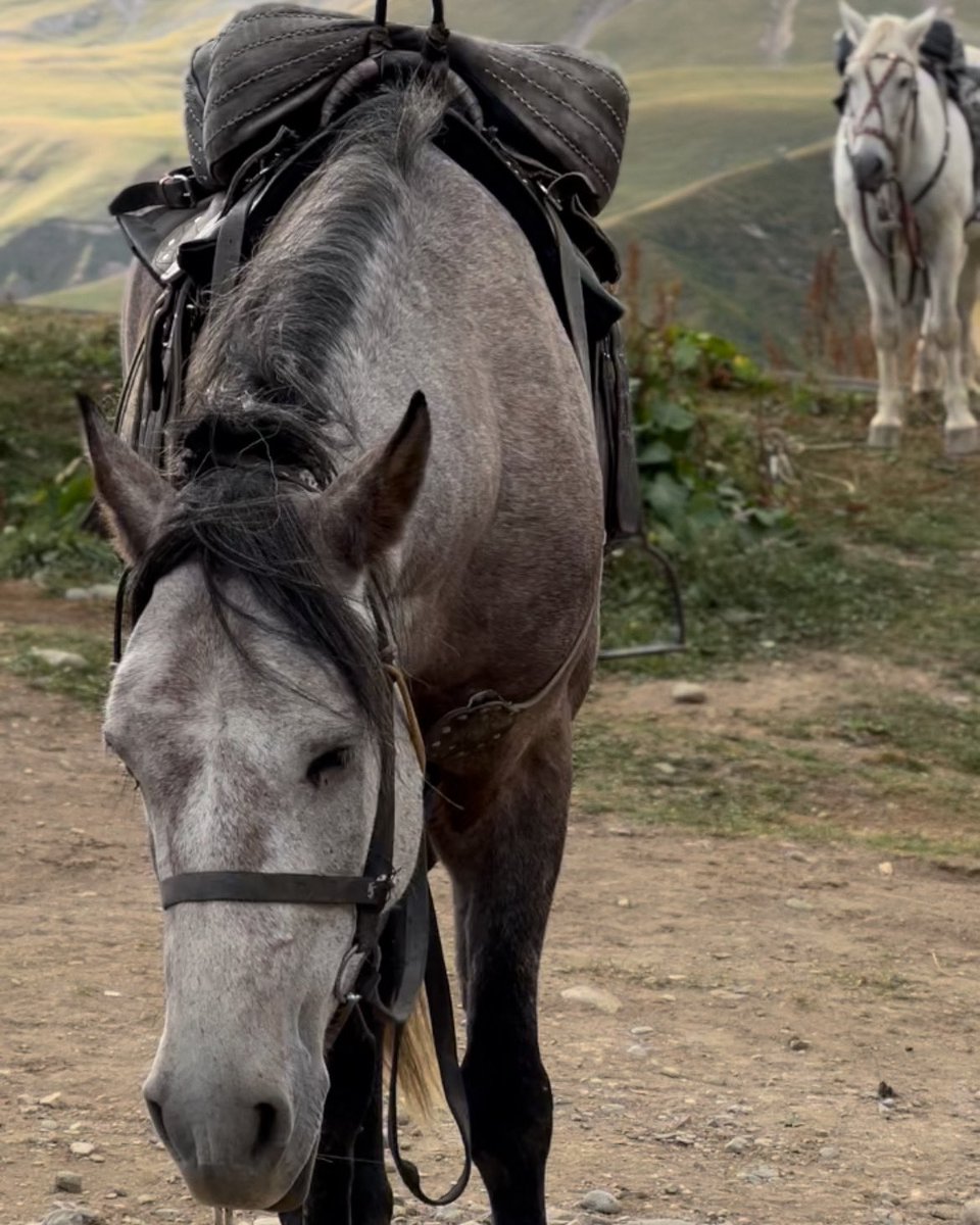 1miks_'s tweet photo. #عطنا_صوره_من_تصويرك
اعطوني ارائكم 🐎📲 https://t.co/OPxrk77xYx