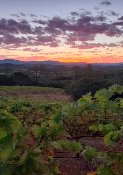 CollierFalls's tweet photo. Hi Twitter friends - we are getting social again and what better way than a lovely pic from 2022 harvest. Look forward to more here in the future. <3 jc https://t.co/ipfQsQ0ldQ
