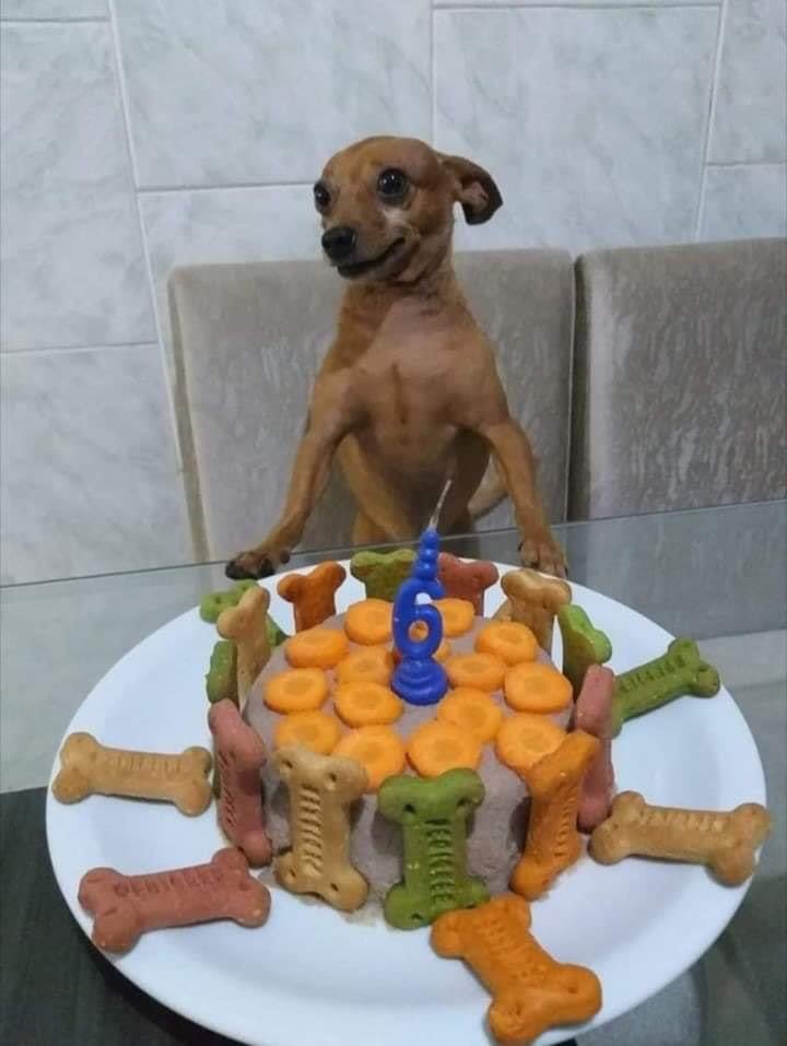 Si tu perrito cumple años en Enero, responde este tweet o mándanos un DM con una foto suya junto a su día de cumpleaños 🎂 para agendarlo en el calendario de cumpleaños perrunos 🐶 y compartirlo aquí para que lo feliciten en su día 🎁✨