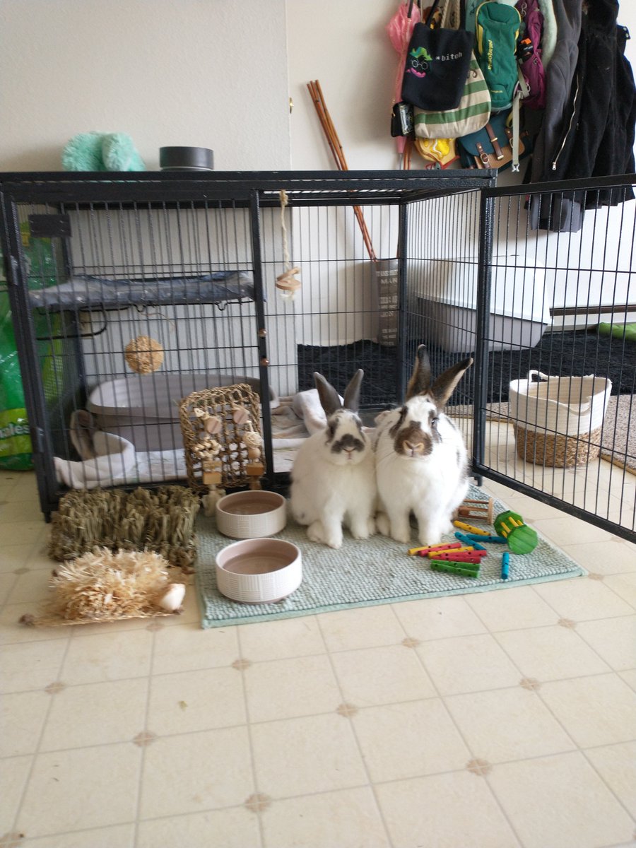 ZiggyWearsHats's tweet photo. Hello, we're bunnies. Welcome to our home. 🍌 https://t.co/8OuIutU8M0
