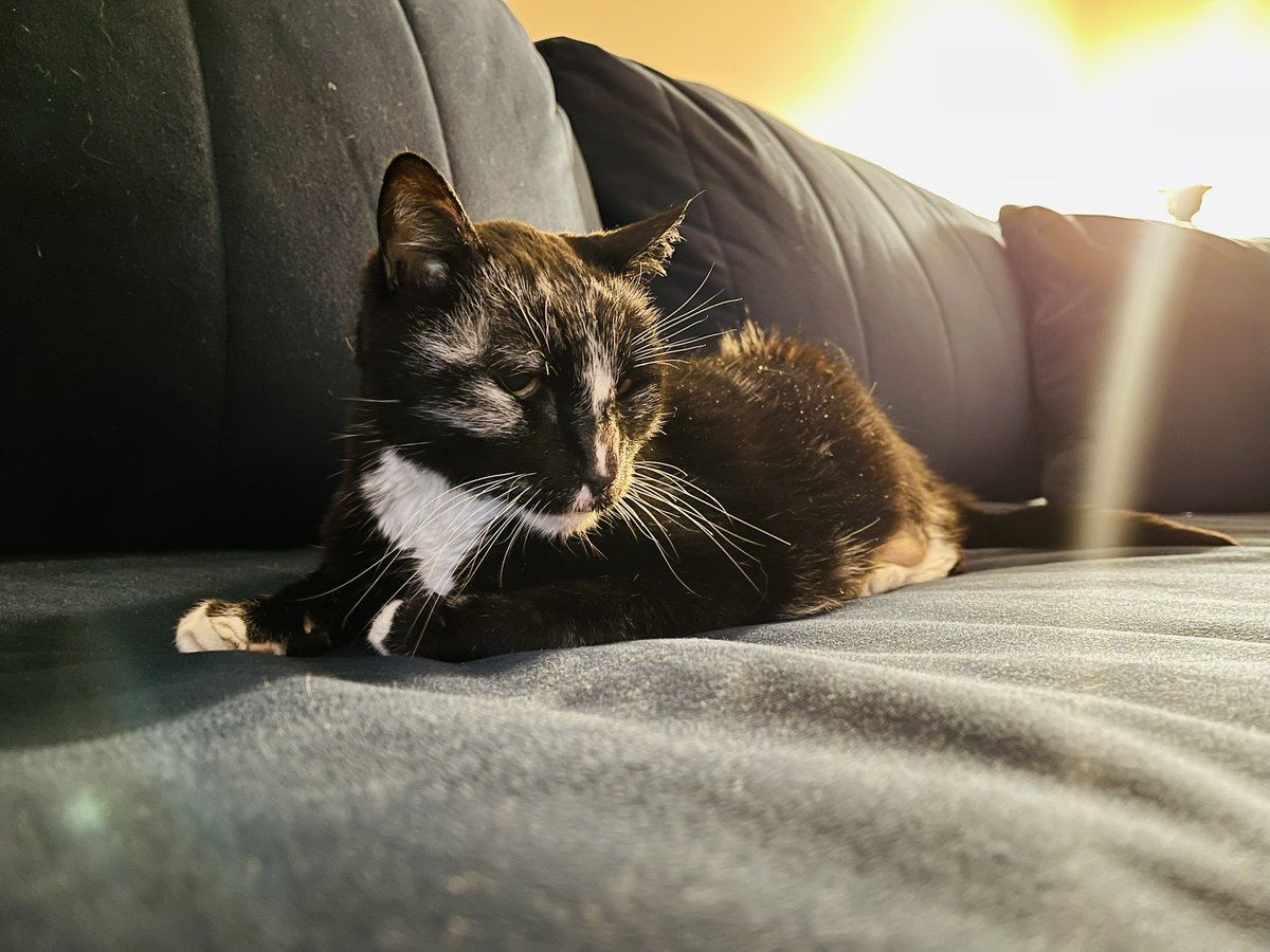 Sarah 🇵🇸 🐘💜🐘 Board Games in a Minute tweet media