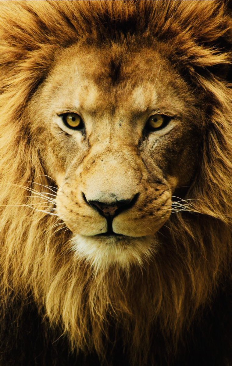 ᎧᎦᎤ_ ᎧᎦ tweet media