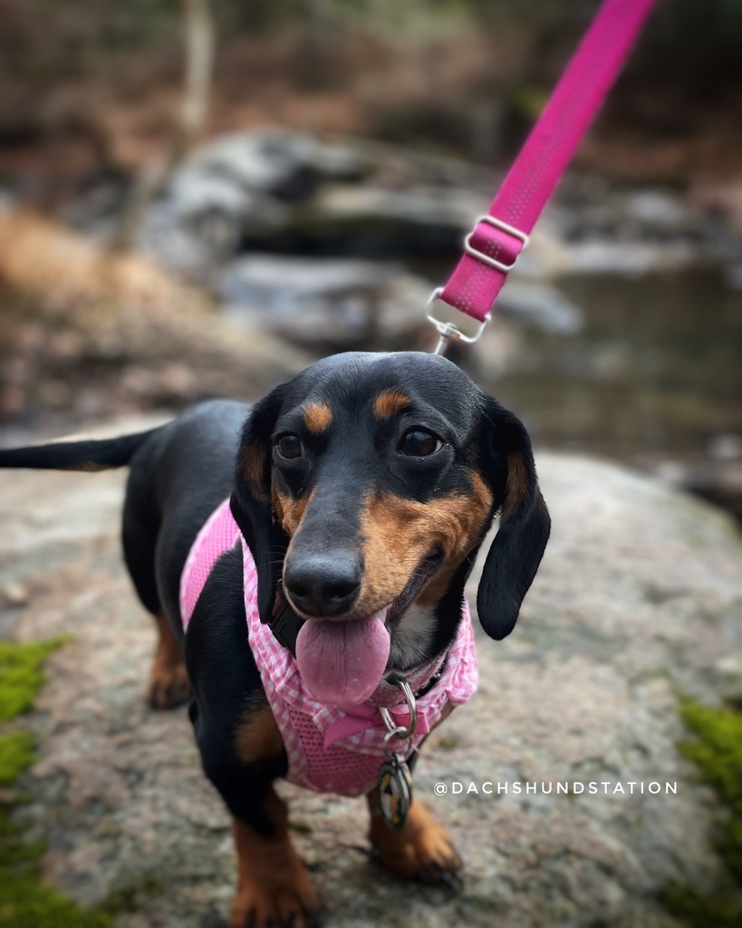 Big girl, Gretta, enjoying her 'warm' January hike. 🥰🐾
.
.
#dachshund #dachshundappreciation #dachshundpuppy #dachshundsoftheday #dachshundsofig #sausagedog #sausagedogsrule #sausagedogpuppy #wienerdog #wienerpuppy #cutepuppies instagr.am/p/CnKyGnXPVZF/