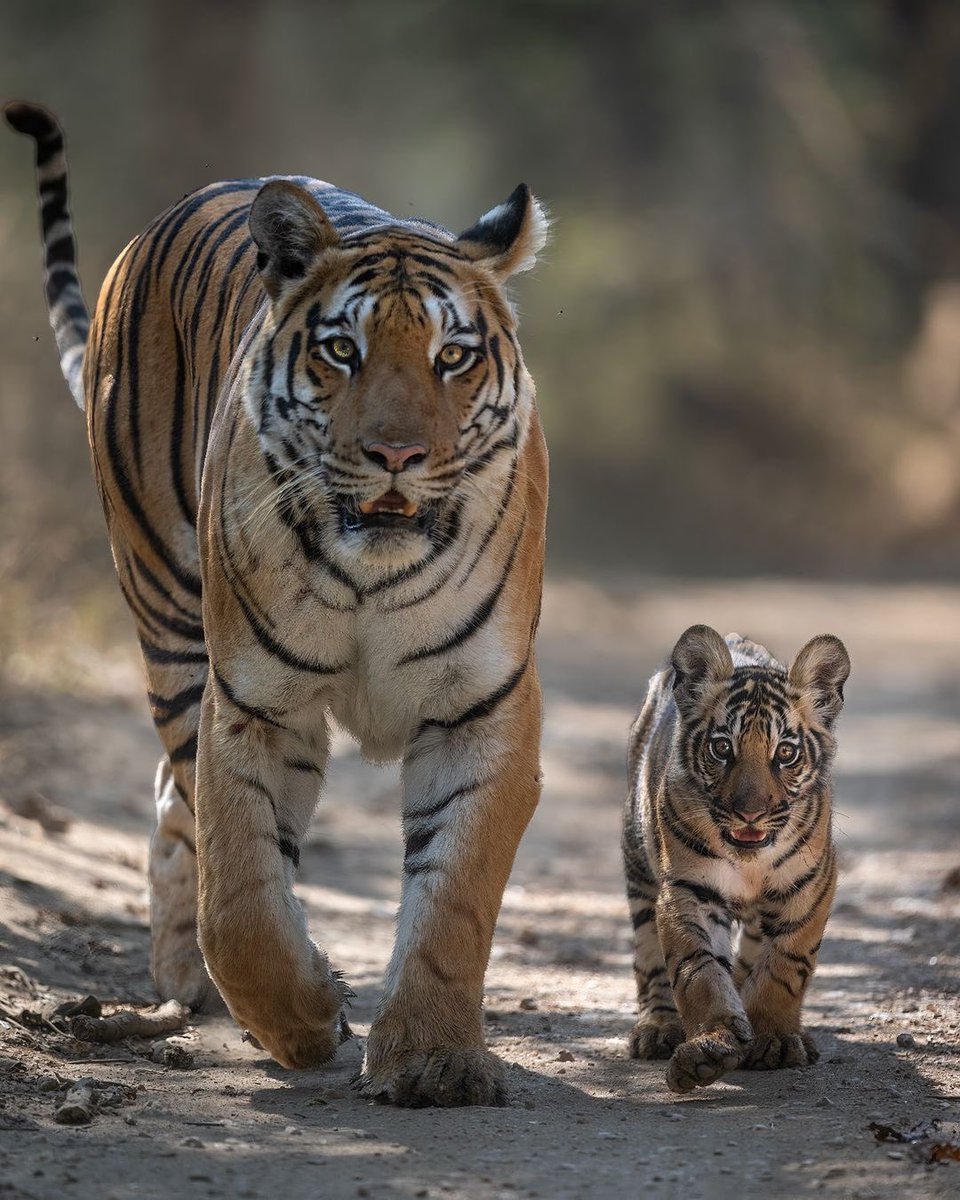 animals_innocent_creatures tweet media