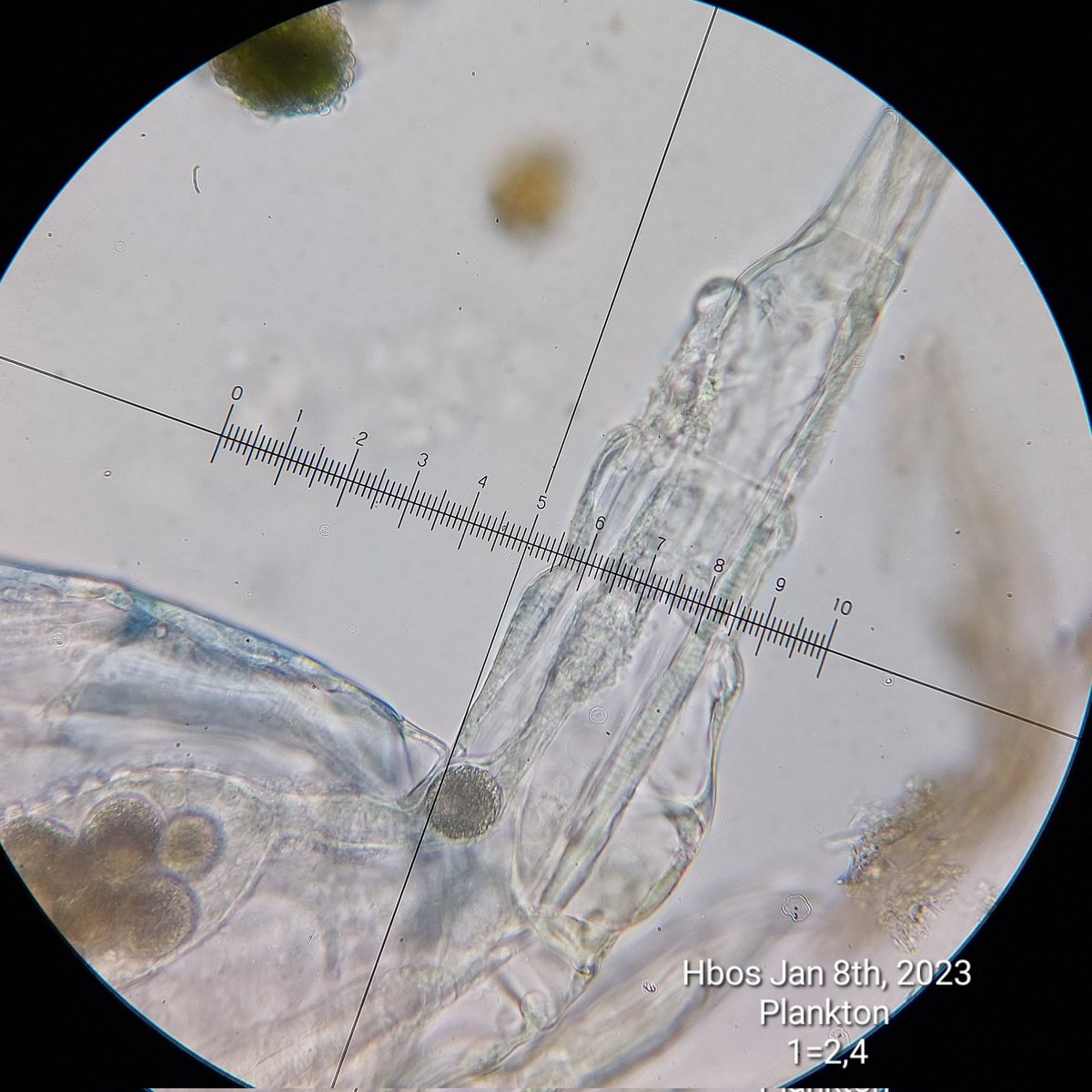 pbhbos's tweet photo. #copepods are so interesting! I've no idea whether I'm looking at feces or eggs? @DaniaAlbini? Water temperature is 7,8°C #microscopy #freshwater #zooplankton #plankton https://t.co/oDLXLvW0Od