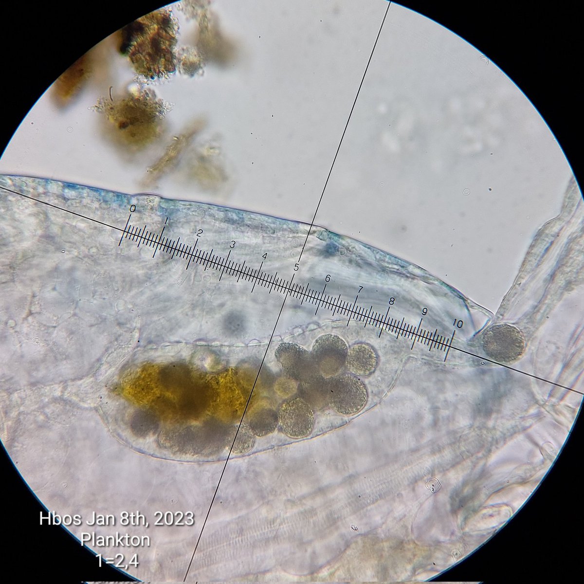 pbhbos's tweet photo. #copepods are so interesting! I've no idea whether I'm looking at feces or eggs? @DaniaAlbini? Water temperature is 7,8°C #microscopy #freshwater #zooplankton #plankton https://t.co/oDLXLvW0Od