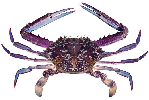 ht_schilling's tweet photo. Crab fisheries often show large inter-annual fluctuations. In our new paper we show larger harvests during winter correlate with reduced catch the following summer (recruit overfishing). https://t.co/NH5Cf9bfiP @UNSWScience @SydneyMarine https://t.co/bAEg9H7FGo