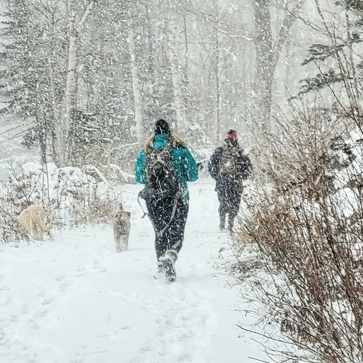 keepexploringCB's tweet photo. Hiked the Salmon Pools trail today to avoid the cold NW winds. Always enjoy hiking this in the winter and stopping at the cabin for a hot tea & lunch.
#sundayfunday #explorecbwinter #capebretonisland https://t.co/uHYeGMr43p