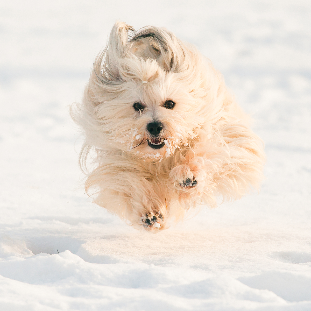 Time to give that floof-ball a trim!  

Check out our Pet Clipper Kit: 

bit.ly/3Z77R1y