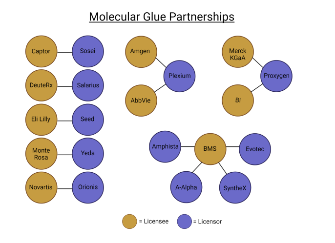 BioCentury's tweet image. In the 8 years since the discovery that Celgene’s #IMiDs degrade oncogenic transcription factors by “gluing” them to E3 ubiquitin #ligases, over a dozen #biotechs have  developed molecular glue degraders. See where this field is headed &amp;gt; (FREE with reg) ow.ly/X4l250Mkkoy