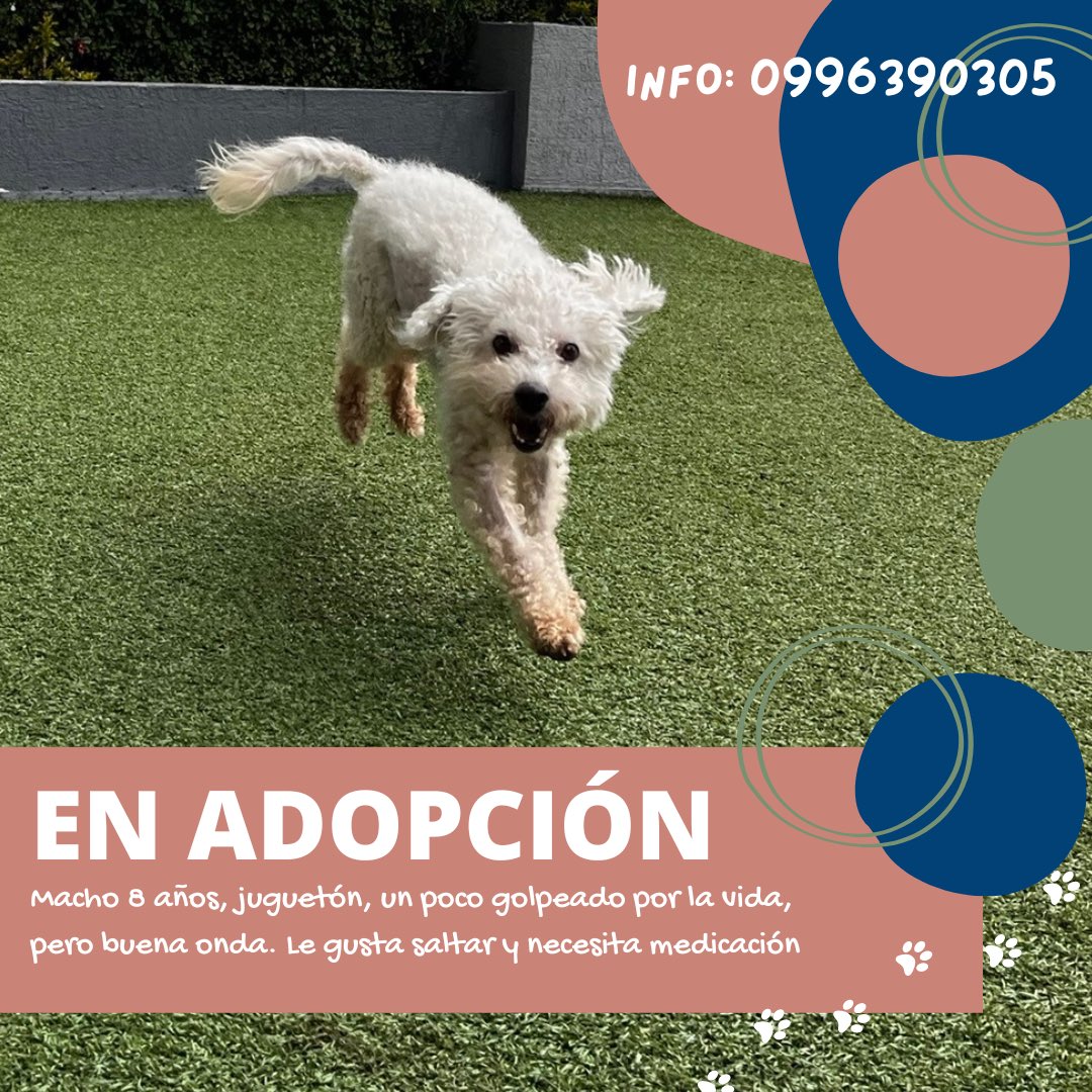 Shady1734's tweet photo. Alguien en Riobamba dejó ir esta lindura para que otra familia pueda ser feliz. El perro viene con manual de instrucciones porque necesita medicación 😅 
Info conmigo ⬇️ https://t.co/ZnwHRUoYaf
