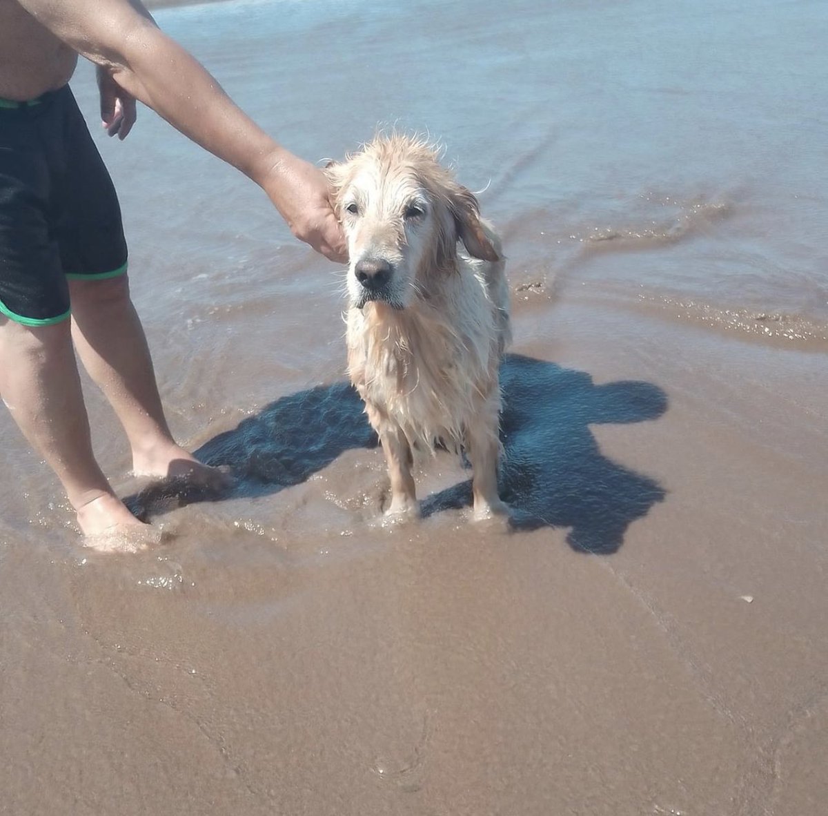 XAI_GOMES's tweet photo. Está muy triste, no es muy joven, tampoco tan viejito. No tiene collar, se nota por sus nudos en el pelo que hace varios días que se halla perdido. Ayúdenme a viralizar por favor. Lo pueden hallar en esa playa, según cuentan los turistas que se hallan ese balneario. https://t.co/bhktdDWJ4Y
