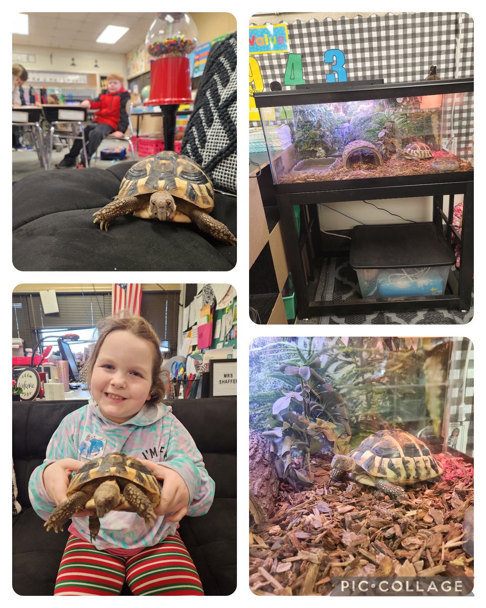 IndianaAreaSD's tweet photo. Meet Terra the Tortoise!❤️🐢Mrs. Shaffer welcomed a class pet to BF this week! Her son, Ben, delivered Terra &amp; shared some Turtle Facts with 3rd Graders &amp; PreK! Room 30 will write about how to care for their new pet next week.🐢📝#proudBFprincipal #TerraTheTurtle #PATHS #DoTurtle https://t.co/BqsQ2qT71A