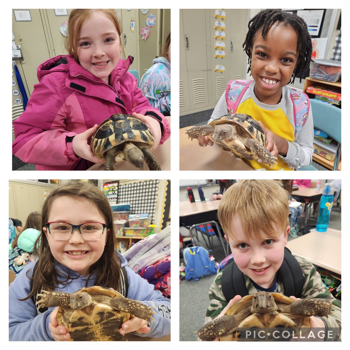 IndianaAreaSD's tweet photo. Meet Terra the Tortoise!❤️🐢Mrs. Shaffer welcomed a class pet to BF this week! Her son, Ben, delivered Terra &amp; shared some Turtle Facts with 3rd Graders &amp; PreK! Room 30 will write about how to care for their new pet next week.🐢📝#proudBFprincipal #TerraTheTurtle #PATHS #DoTurtle https://t.co/BqsQ2qT71A