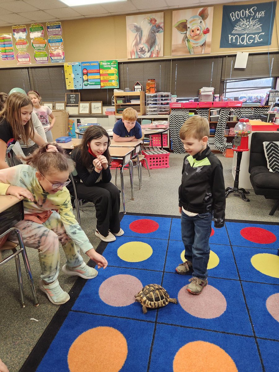 IndianaAreaSD's tweet photo. Meet Terra the Tortoise!❤️🐢Mrs. Shaffer welcomed a class pet to BF this week! Her son, Ben, delivered Terra &amp; shared some Turtle Facts with 3rd Graders &amp; PreK! Room 30 will write about how to care for their new pet next week.🐢📝#proudBFprincipal #TerraTheTurtle #PATHS #DoTurtle https://t.co/BqsQ2qT71A
