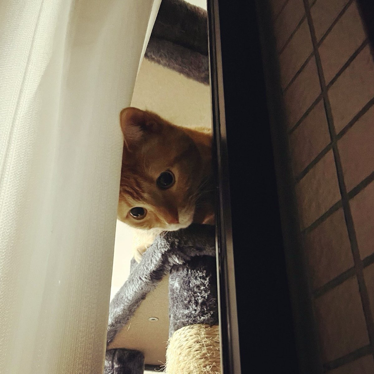 ChitaroL's tweet photo. Day.1211
外から見た猫、夜😁

#猫好きさんと繋がりたい #猫 #マンチカン #茶トラ #cats #CatsOfTwitter #ginger #足長 #夜 #Caturday https://t.co/hIU0ghKJyc