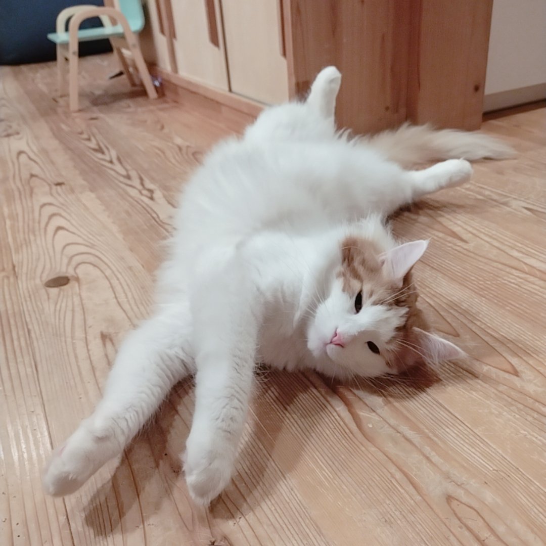 mainecoon_sette's tweet photo. のんび〜り おはようございます🌞
#メインクーン #メインクーン男の子 #長毛猫 #猫 #猫のいる暮らし #今日の猫 #朝 #おはようございます #まだ眠い #ヘソ天 #maincoon #maincoonlovers #maincoonboy #cat #todayscat #goodmorning #spreadeagle
#sleepingface https://t.co/VzkXlZT76o