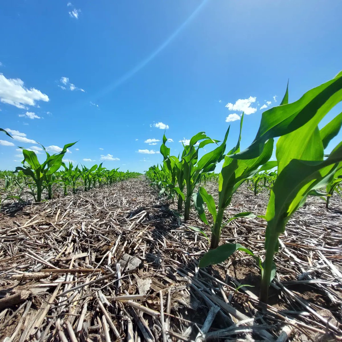 f_olivetto's tweet photo. Se termina la semana recorriendo Lotes de Maiz 🌽 junto al Distribuidor Ayvu y clientes. Cada vez más la Digitalizacion siendo una herramienta fundamental para ver y tomar decisiones 📱 @FieldViewArg @LaTijeretaMaiz @Bayer4CropsAR
#LideresEnRelacionamiento . https://t.co/j6ERTHG5mL