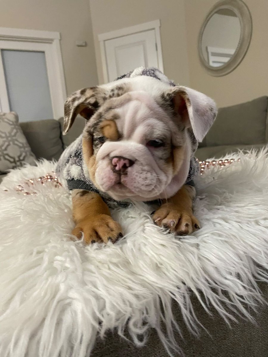 x_wons's tweet photo. Lil king 🥶😍 https://t.co/XQuQwM2E7u