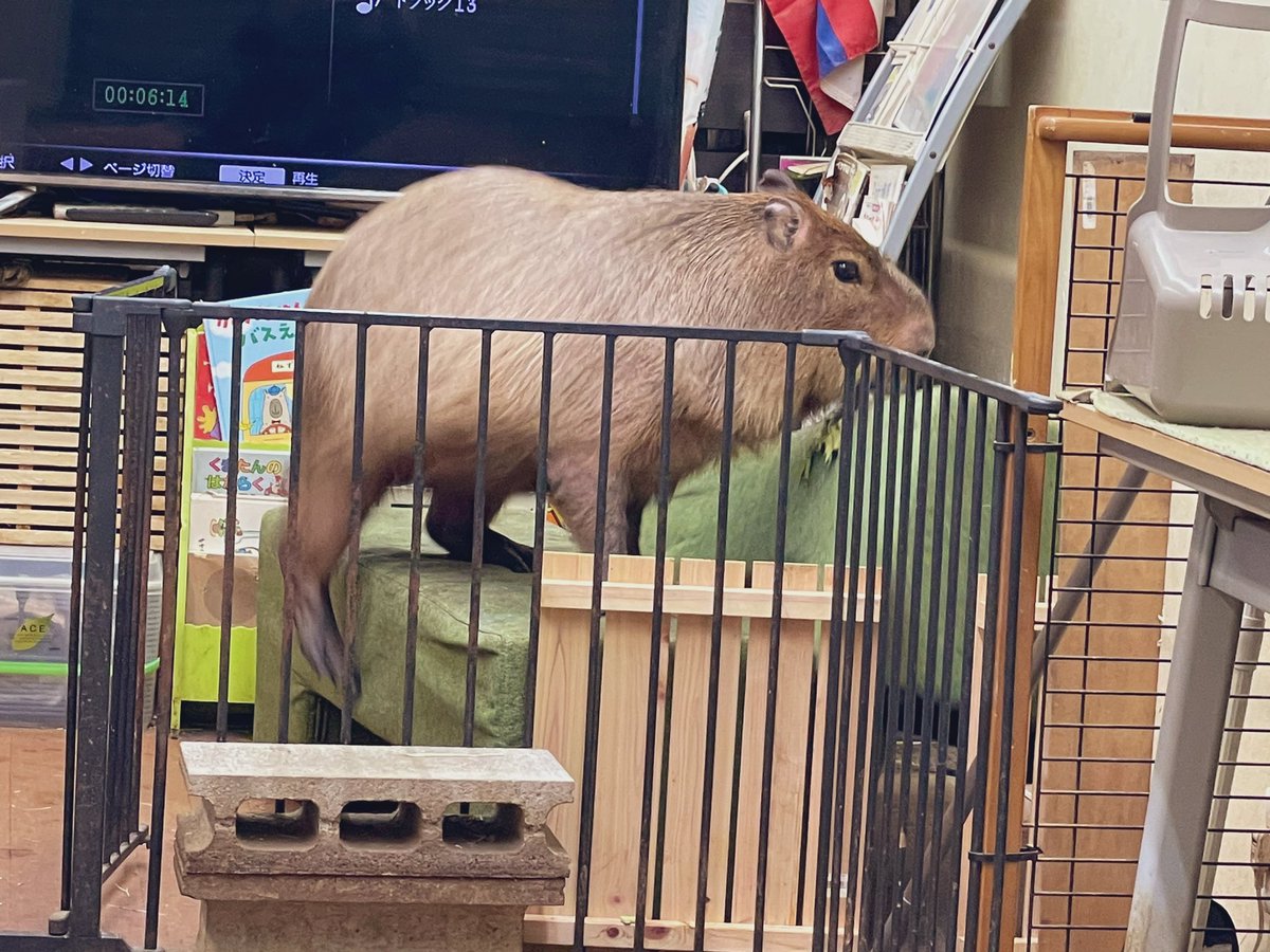 ロンくん秘密基地作成中。Ron boy is creating a secret hideout :)

Saturday, January 7, 2023 
Today's target visitors number : 35
Current target growth rate on patreon to keep Capybara Land : 75.9 % ↓
patreon.com/capybara_land Pls help support us

We have three-day weekend in Japan.