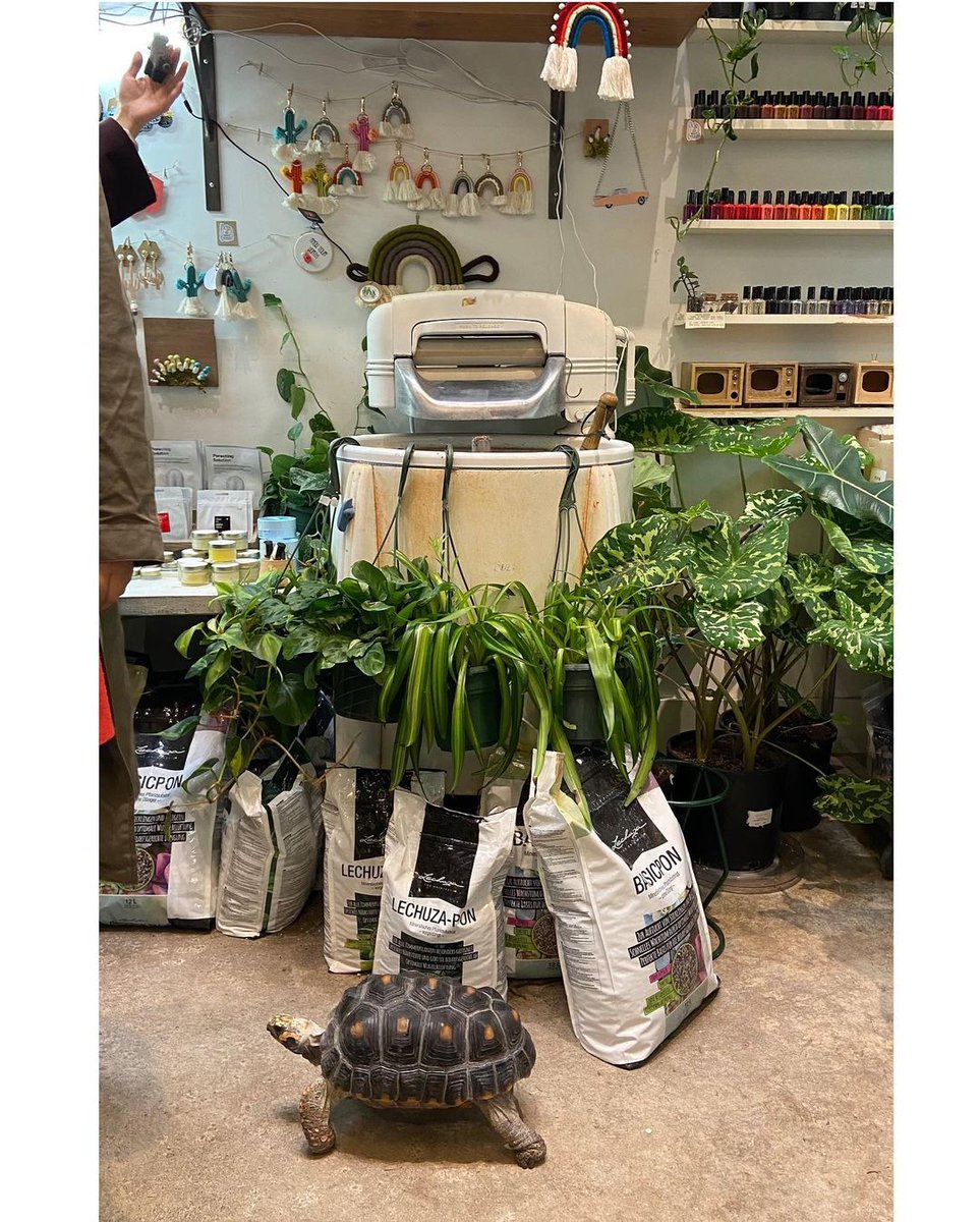 But does your favorite shop have a tortoise? Meet Elliot, everyone's favorite shop pet at Reclamation on N. Williams. 📸: IG- htmn1239: buff.ly/3rA3tXz #PDX #HereforPortland #ShopSmallPDX