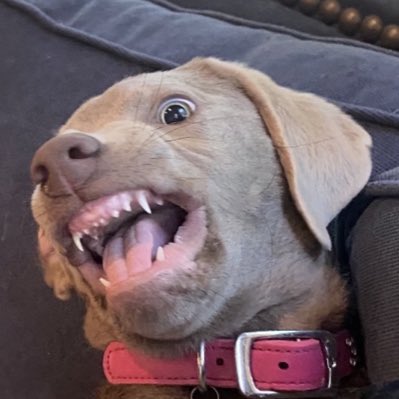 Chester_Cheeto_'s tweet photo. #NewProfilePic https://t.co/kVuZiJC2mC