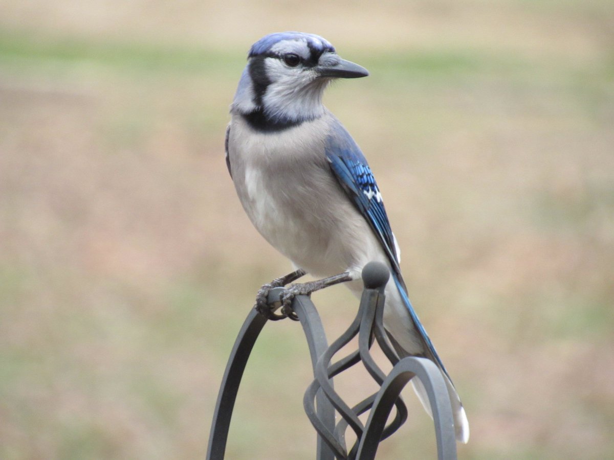 CrouseOutside's tweet photo. Bluejay hanging out on the feeder. Impatiently waiting for us to refill it so he can promptly throw everything except the sunflower seeds out 🐦 https://t.co/GoOsbcpVUe