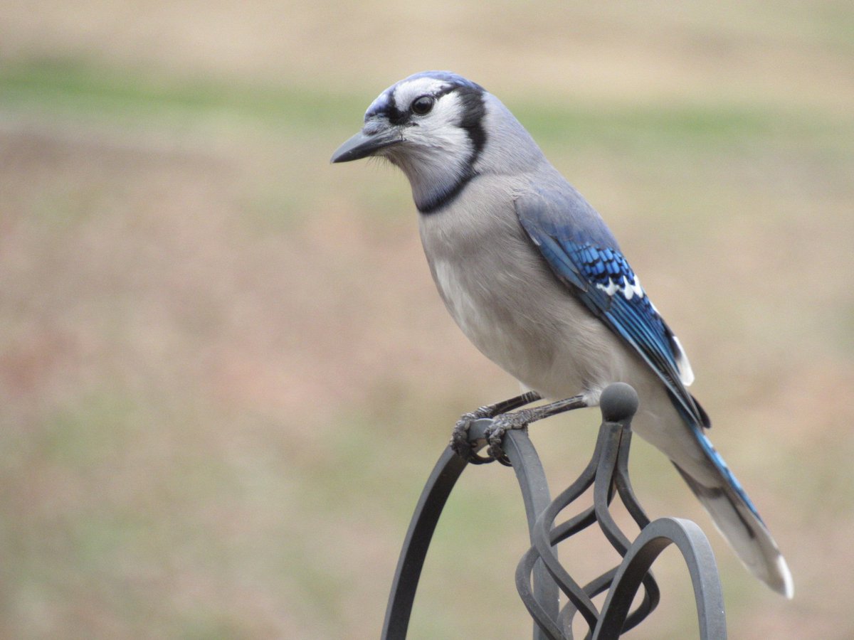 CrouseOutside's tweet photo. Bluejay hanging out on the feeder. Impatiently waiting for us to refill it so he can promptly throw everything except the sunflower seeds out 🐦 https://t.co/GoOsbcpVUe