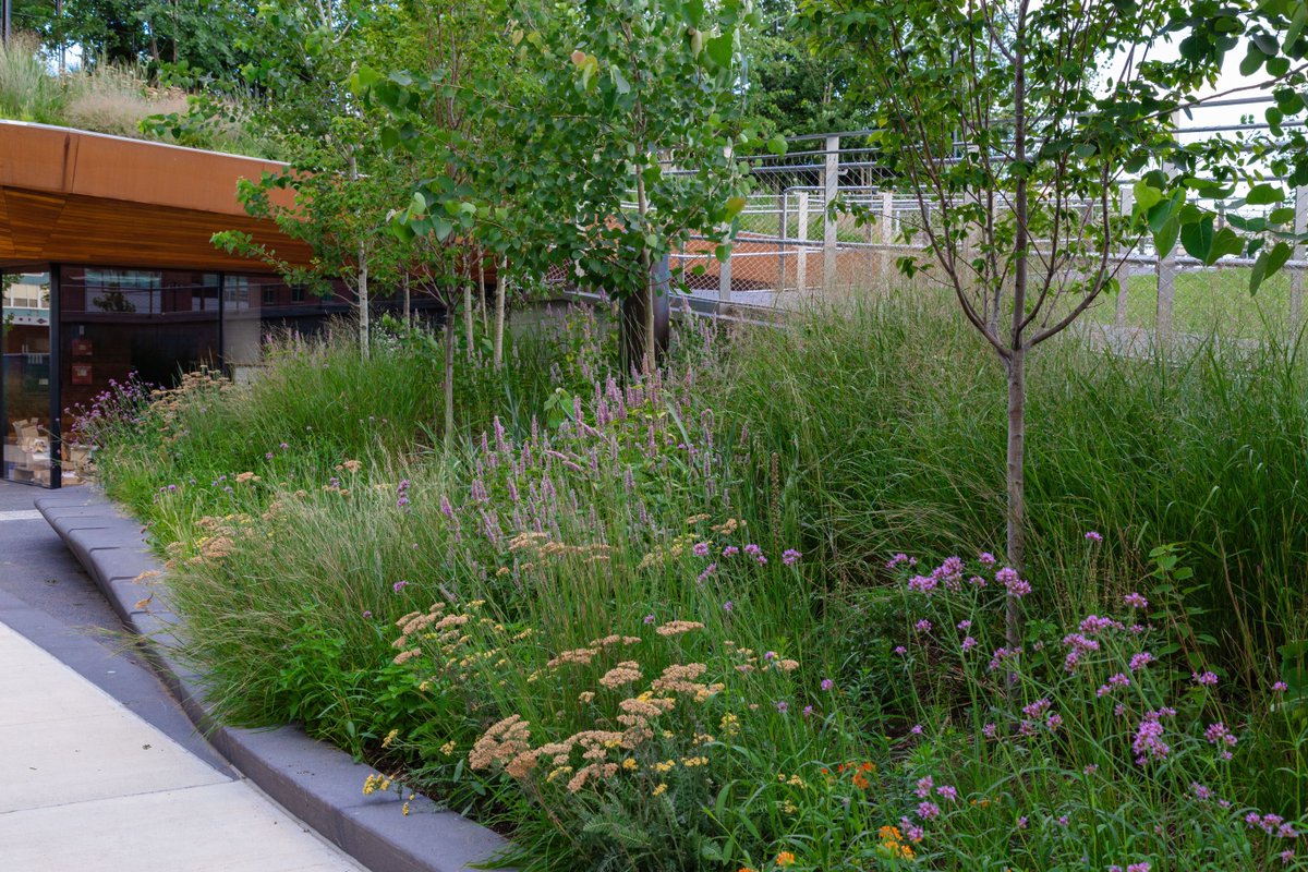 OffshootsINC's tweet photo. A Year in the Life! 🌷

Throughout 2022, the Hood Bike Park meadow began to grow and bloom in late May, transitioned into a developed mix of perennials and annuals in August, and moved into dormancy in December. https://t.co/IL8gccKvZo