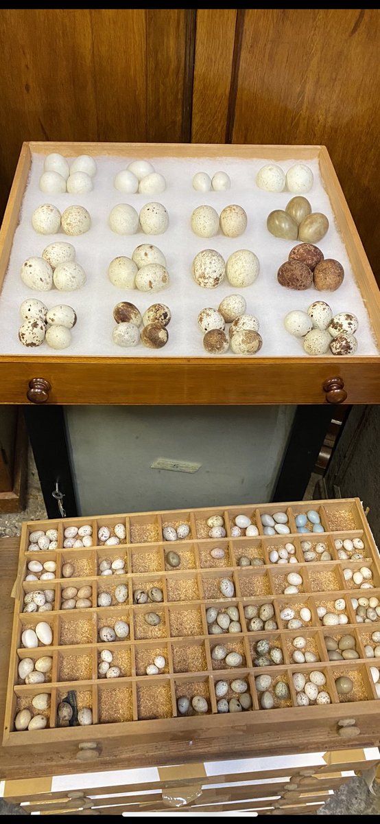 RuralPolicingSC's tweet photo. This vast egg collection was seized today, containing rare species, including Hen Harrier & Osprey. Support #opeaster and put an end to the persecution of all birds, as well as #Raptors. Thousands of birds never had a chance to exist as a result of such activity. #233/1238 https://t.co/qlzxNohbp9