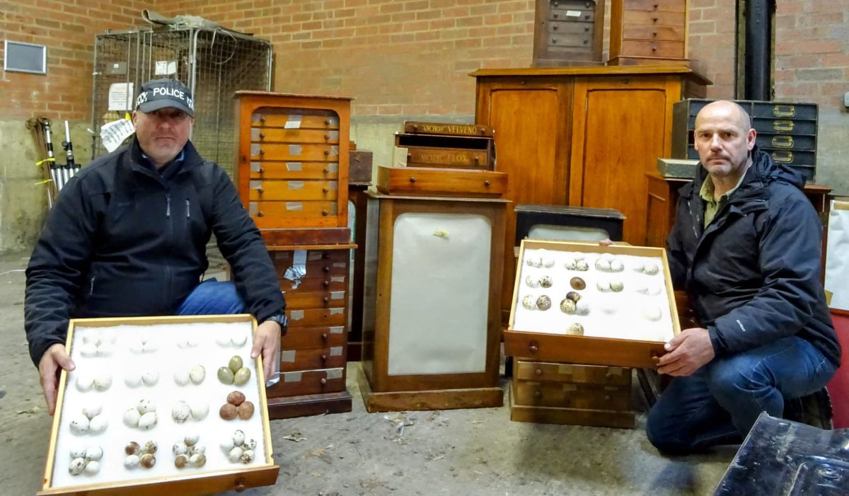 RuralPolicingSC's tweet photo. This vast egg collection was seized today, containing rare species, including Hen Harrier & Osprey. Support #opeaster and put an end to the persecution of all birds, as well as #Raptors. Thousands of birds never had a chance to exist as a result of such activity. #233/1238 https://t.co/qlzxNohbp9