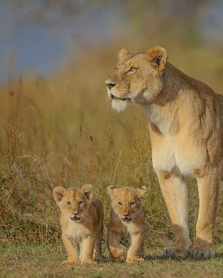 #Thisisafrica