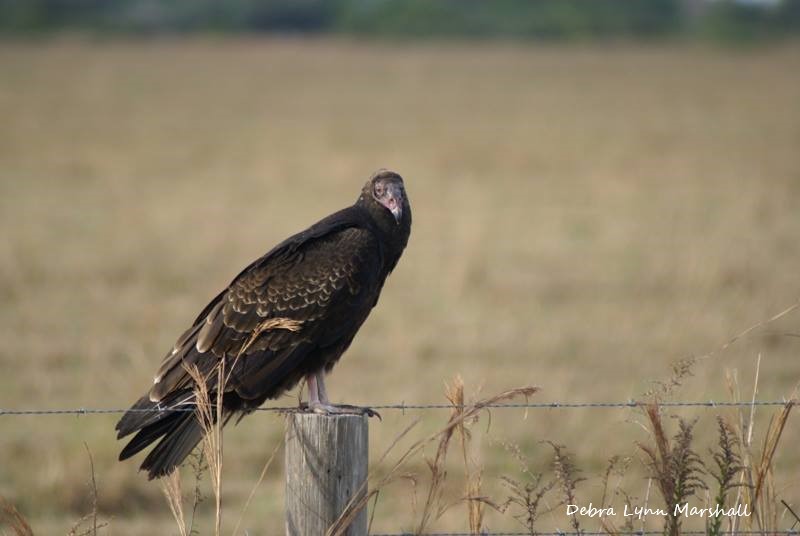 BeautyofFL's tweet photo. #Vulture #bird #big #lookingatme #bigbird #huge #nature #wildlife #birds #fly #flyaway #flyhigh https://t.co/OMo3S5D4qn