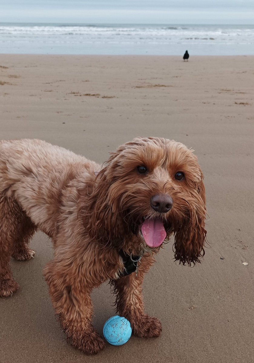 linden_cook's tweet photo. Beach + Ball = #happycockapoo https://t.co/oTp4CbNs3B