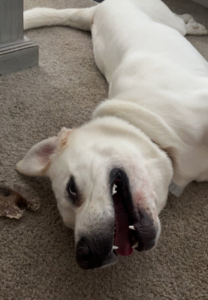 _dmichelle__'s tweet photo. @CrumblCookies Crumbl, meet Sadie 🥰 https://t.co/Acpd2P84nm