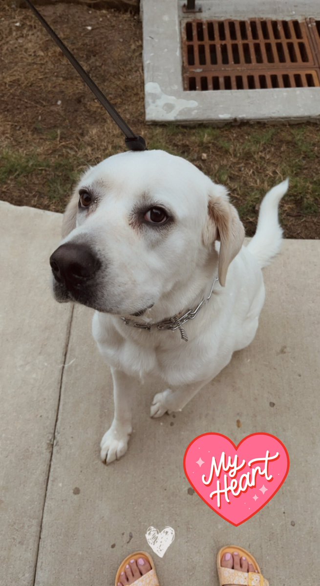 _dmichelle__'s tweet photo. @CrumblCookies Crumbl, meet Sadie 🥰 https://t.co/Acpd2P84nm