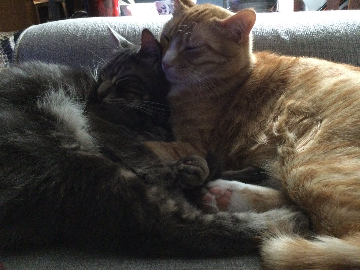 Dawntes's tweet photo. @heyjezka Pets are the best. https://t.co/cEq7ZCJpyV