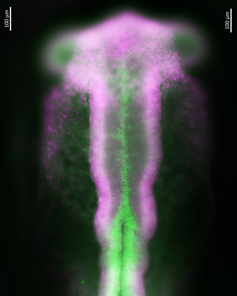 Molecular Instruments tweet media