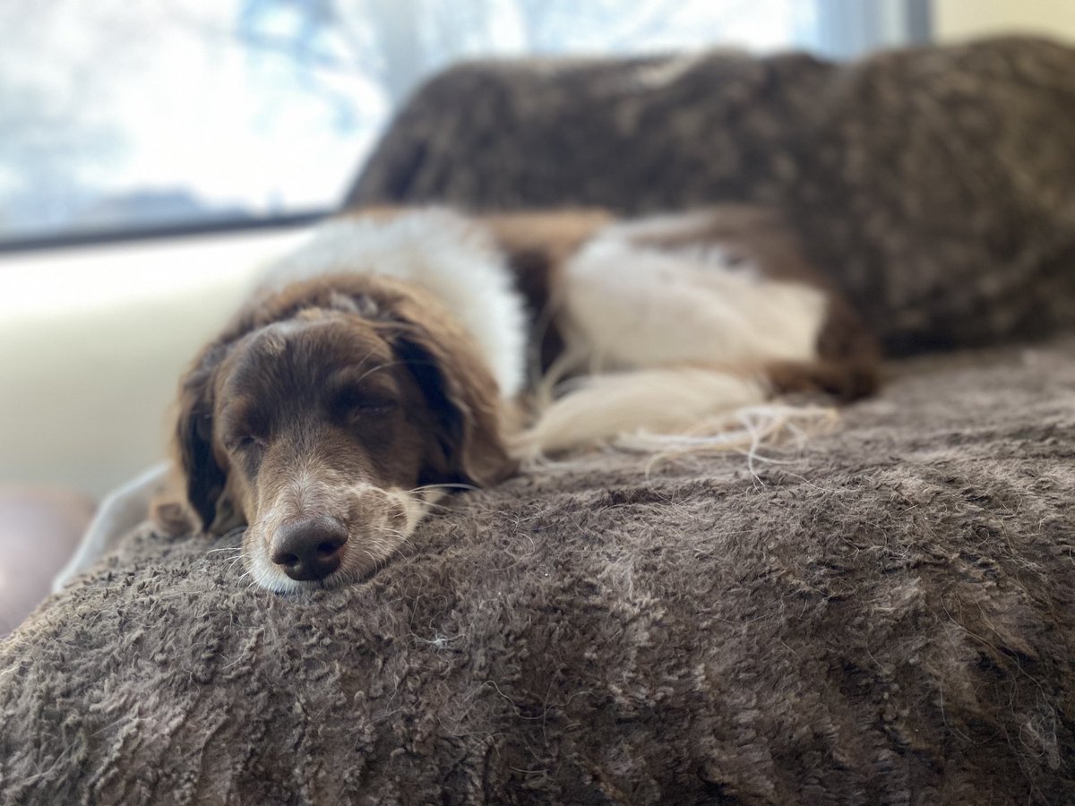MichelAller's tweet photo. Easing into 2023. Napping at 11am, it’s wonderful! https://t.co/KPiPTHbEul