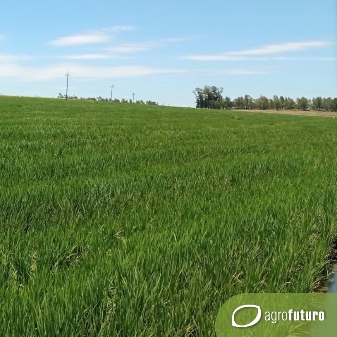 AgrofuturoSA's tweet photo. 📣 Recorrida de híbridos de RiceTec 🌾con #Raiza en tratamiento de semillas. 📍 Baltazar Brum. Artigas. 

#daymsa 
#arroz #arroceros #agricultura #agro2023 #trabajando #campo #semillas https://t.co/G7V5U2nlRm