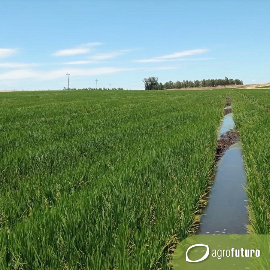 AgrofuturoSA's tweet photo. 📣 Recorrida de híbridos de RiceTec 🌾con #Raiza en tratamiento de semillas. 📍 Baltazar Brum. Artigas. 

#daymsa 
#arroz #arroceros #agricultura #agro2023 #trabajando #campo #semillas https://t.co/G7V5U2nlRm