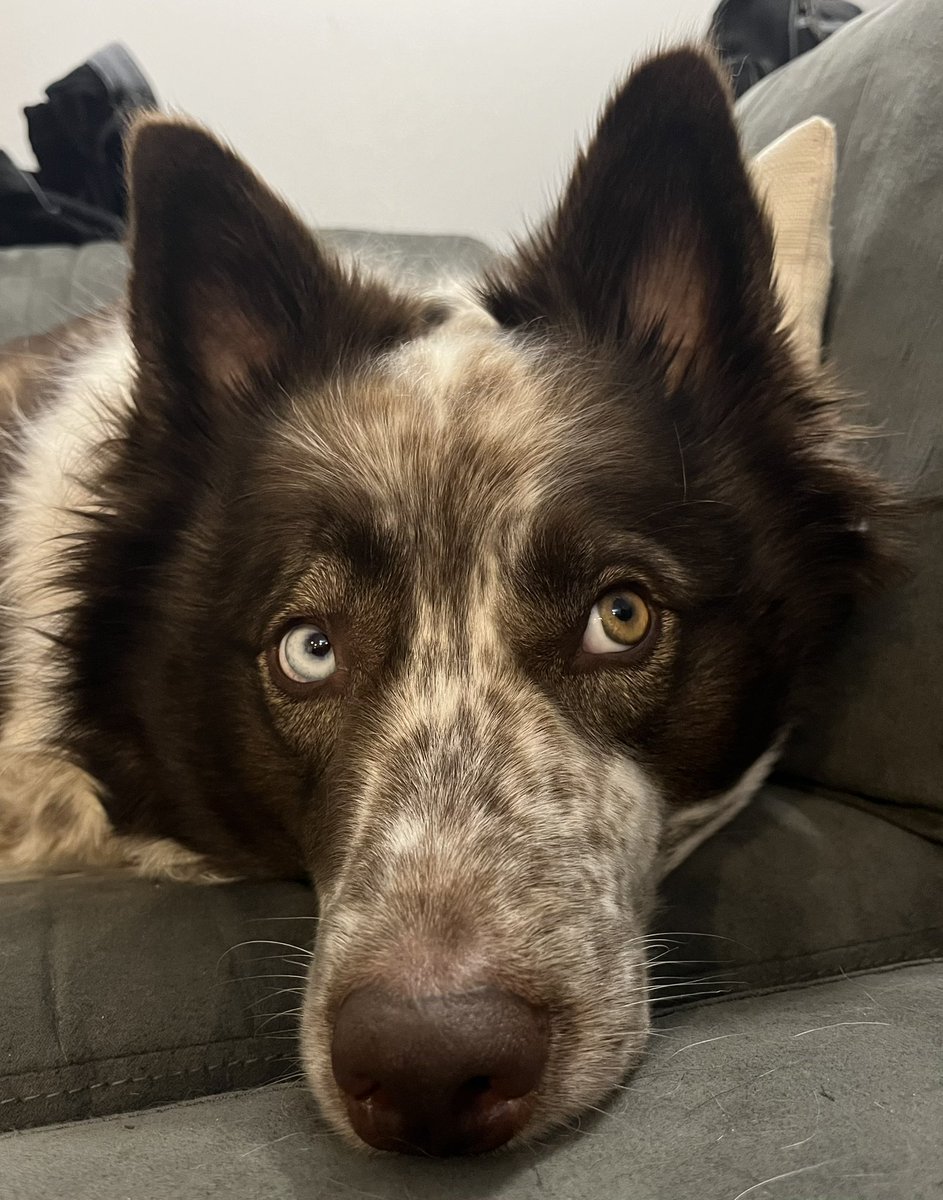 Told my dog I was about to sell my $woof and now he won’t look at me, guess it’s time to double down <a href="/WoofSolana/">Woof</a>