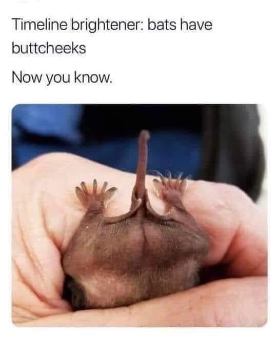 gnuman1979's tweet photo. Bat butt. https://t.co/dCqOFkQhav