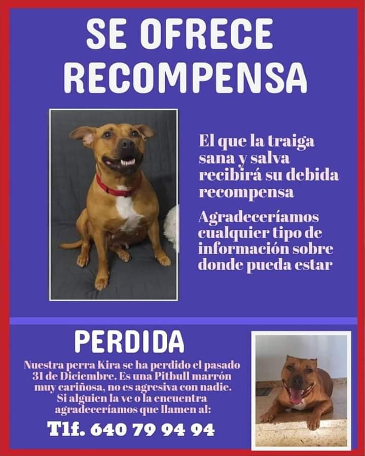 Sigue sin aparecer. Se perdió en Tomelloso. #PERDIDO