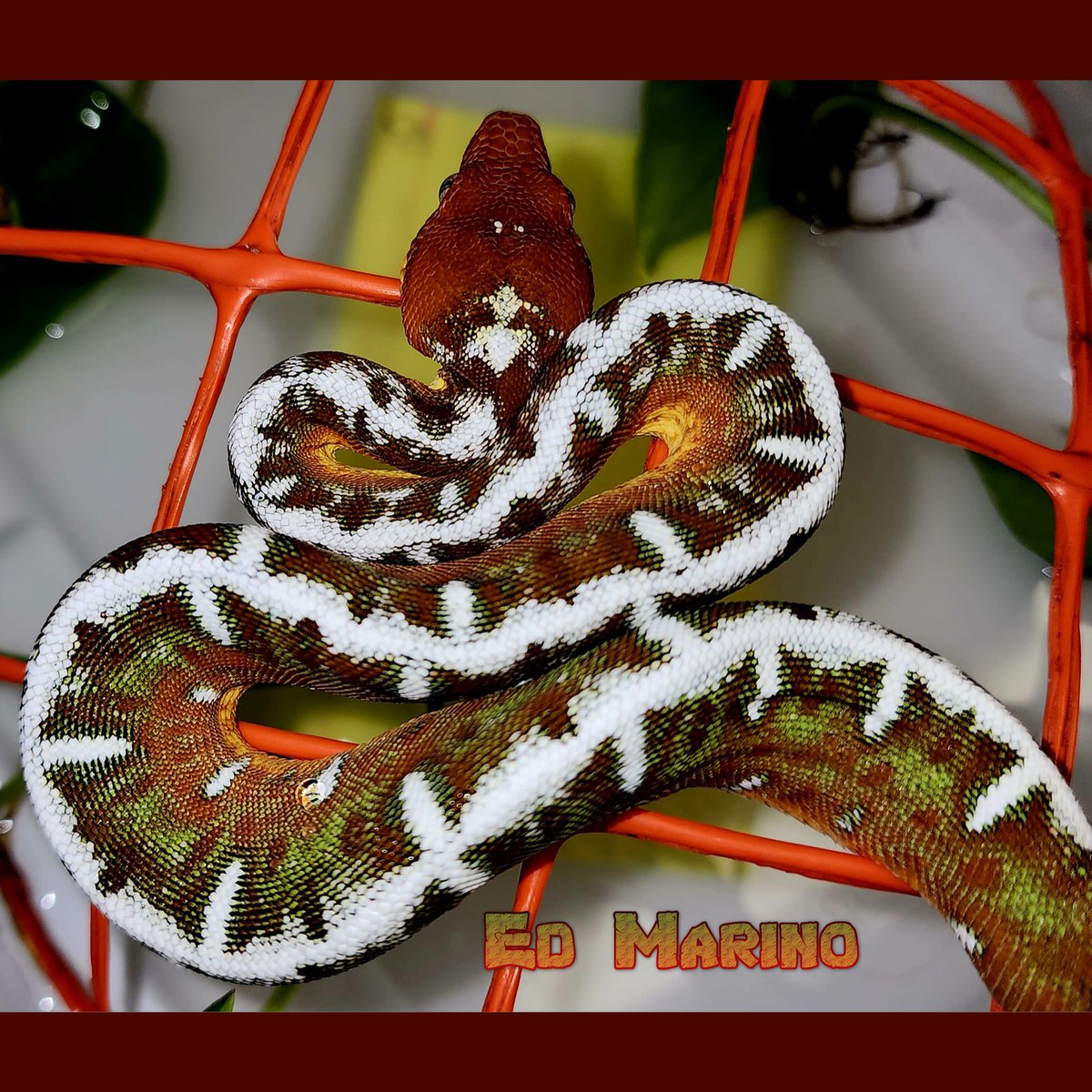 LivingArtReptil's tweet photo. Choice! 🙂 Emerald Tree Boa (Corallus batesii). Photo: Ed Marino. #boa #reptile #snake #treeboa #livingart #lareptile #lareptiles #constrictor #livingartreptile #livingartreptiles #nonvenomous #emeraldtreeboa https://t.co/6r5iGusEGN