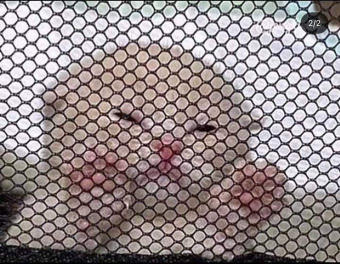 Twitter finally shadowbanned my ass &amp; the only way to get myself out of the sin bin is by not tweeting